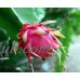 Vietnamese Jaina White Dragon Fruit - Hylocereus - Pitaya/Strawberry Pear-4" Pot   
